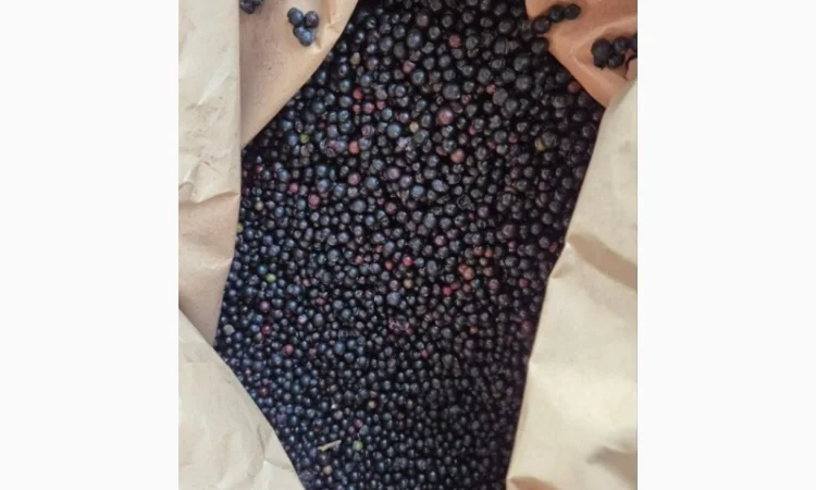 Продаю Бузину Заморожену Оптом - фото № 1