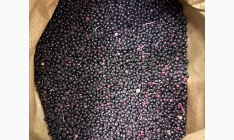 Продаю Бузину Заморожену Оптом - фото № 2