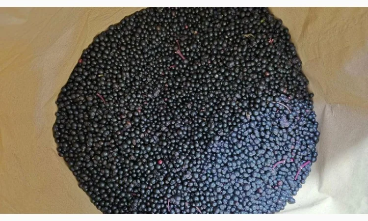 Продаю Бузину Заморожену Оптом - фото № 3