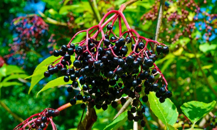 Купую свіжу та суху бузину - фото № 1