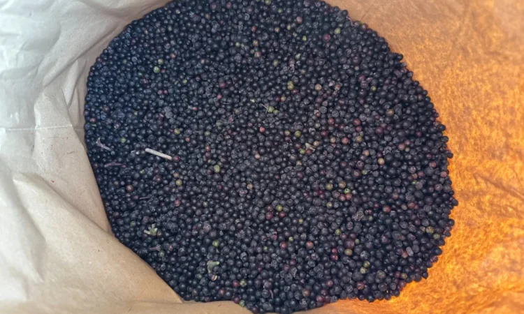 Продам Бузину заморожену - фото № 1