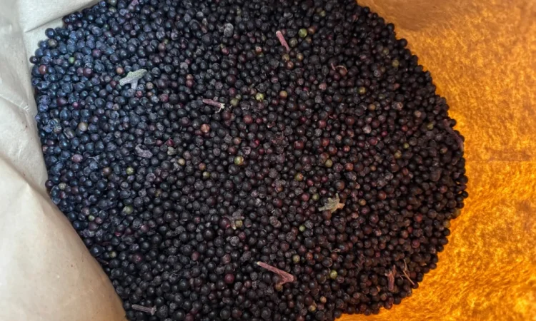 Продам Бузину заморожену - фото № 4