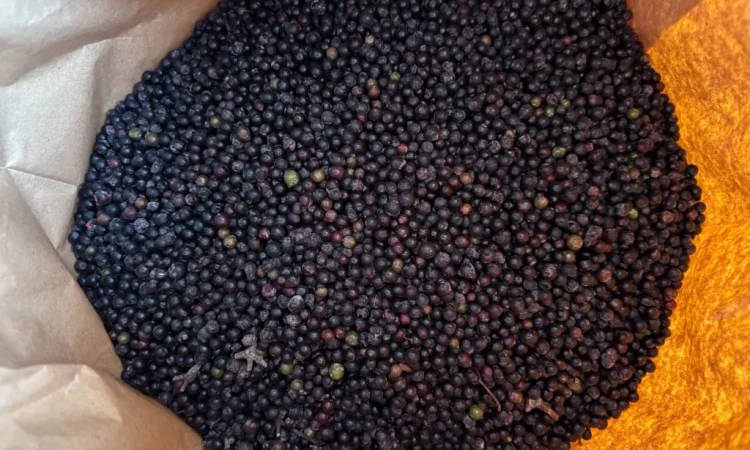 Продам Бузину заморожену - фото № 5