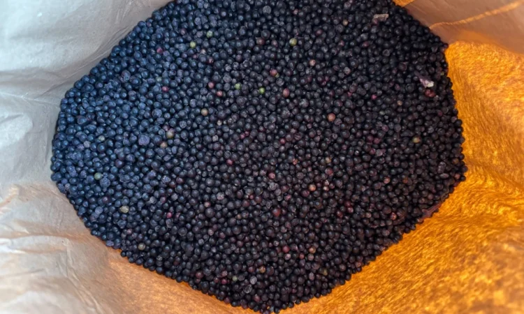 Продам Бузину заморожену - фото № 6