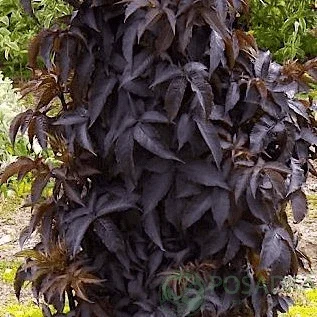 Бузина чорна Black Tower на продажу - фото № 1