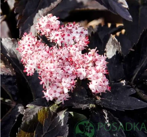 Бузина чорна Black Tower на продажу - фото № 2