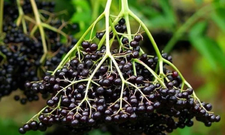 Купую бузину свіжу та заморожену оптом від 10 тонн - фото № 1