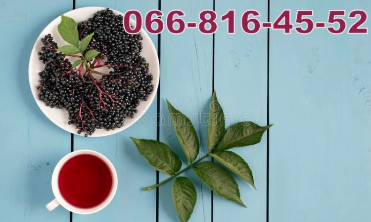 Завод переробник купує бузину в будь-якій кількості - фото № 1