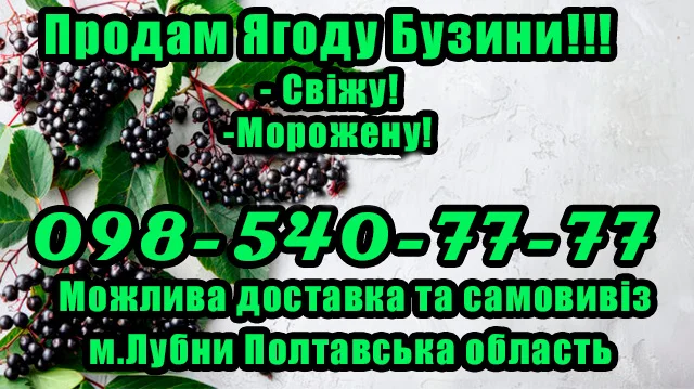 Продается ягода бузины высокого качества по рыночной цене - фото № 1