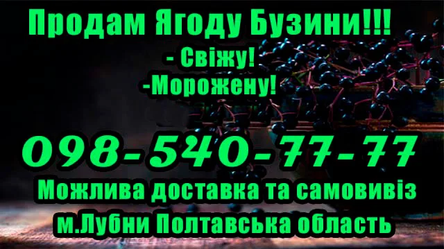 Продается бузина оптом и в розницу - фото № 1