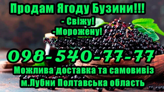Продажа ягод бузины от предприятия - фото № 1