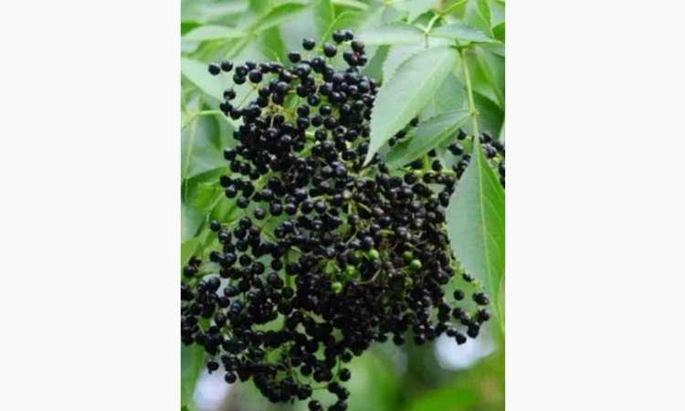 ХОРОШАЯ ЦЕНА.Купим сухую ягоду бузины.Самовывоз по Украине - фото № 1