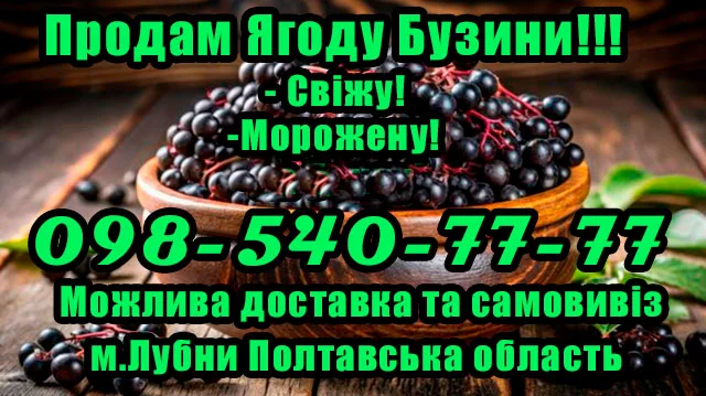 Продажа бузины оптом! Цена договорная! - фото № 1