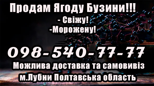 Продается ягода бузины оптом! Сезон 2025 - фото № 1