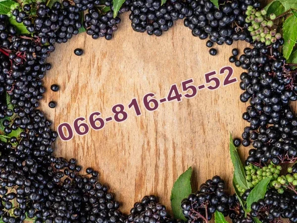 Закупка бузины 2025! Высокие цены и выгодные условия! - фото № 1