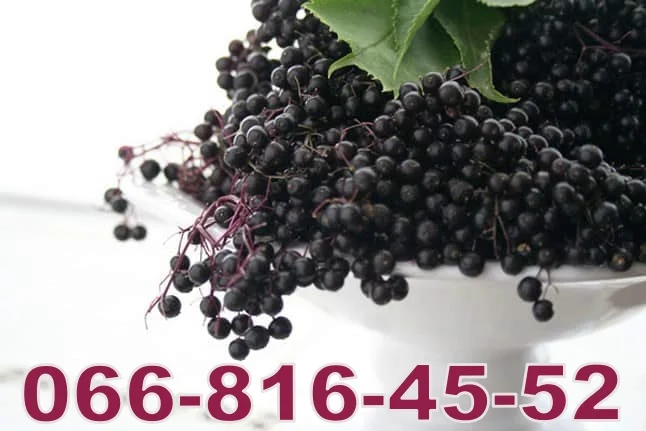 Закупаем бузину оптом (возможен самовывоз) - фото № 1