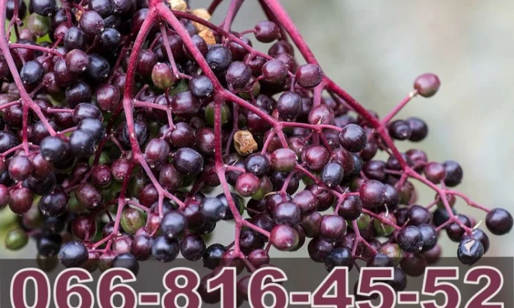 Компанія переробник "Лубни Торг" купує бузину! Найвищі ціни - фото № 1