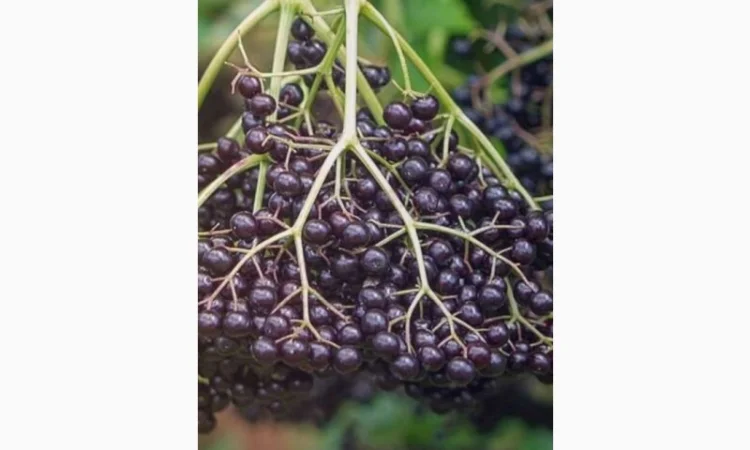 СТАБИЛЬНО Закупаем от населения ягоду Бузины.Дорого - фото № 1