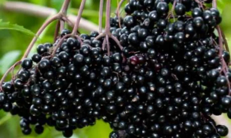 Куплю бузину на заморозку - фото № 1