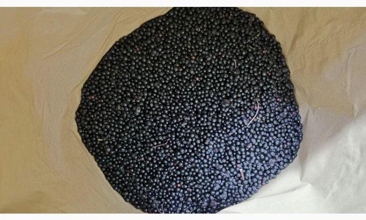 Продам заморожену бузину класу Б - фото № 4