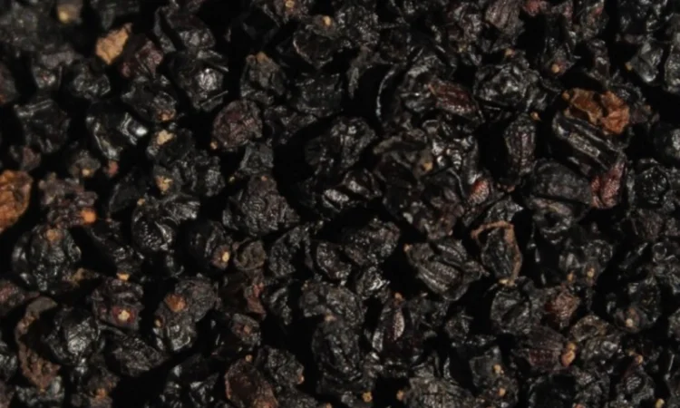 Продам сушену ягоду бузини - фото № 1