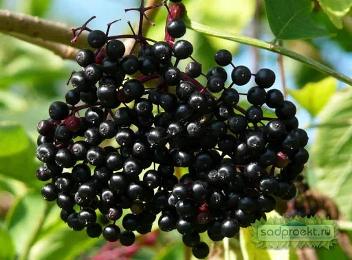 Купим СУШЕНУЮ бузину.красную рябину.шиповник.Самовывоз.Оплата наличными - фото № 1