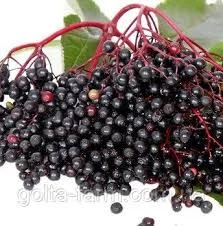 Купим сухие плоды БУЗИНЫ.Дорого - фото № 1