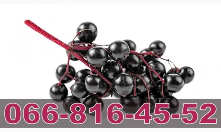 Закупівля бузини оптом за високими цінами - фото № 1