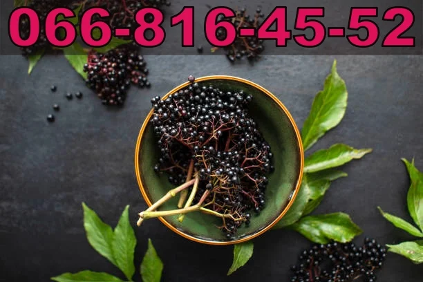 Закупаем бузину на ящик и бочку! Высокая оплата за продукцию - фото № 1