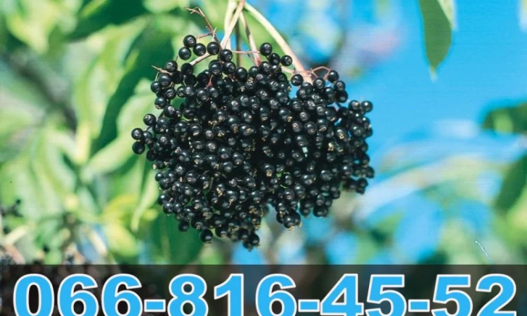 Постоянно покупаем бузину на бочку - фото № 1