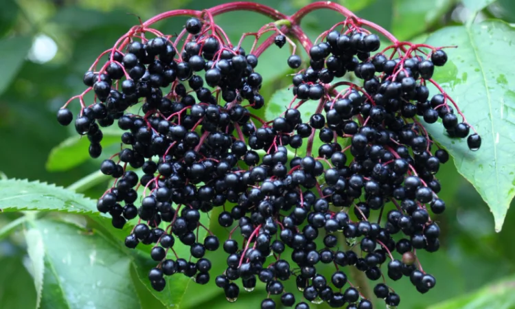 Продам свіжу ягоду бузини - фото № 1