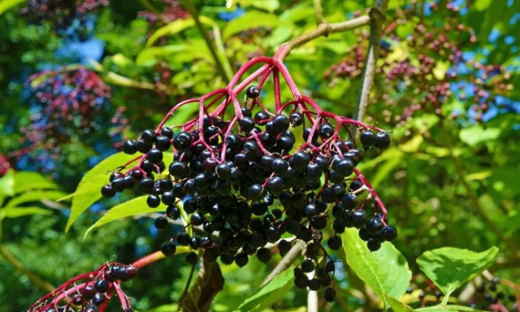 Купим СУШЕНУЮ бузину.Самовывоз по Украине - фото № 1