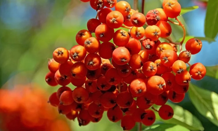 Купим сушеные плоды Бузины.красной рябины.шиповник.боярышник.ТОЛЬКО СУХИЕ плоды - фото № 2