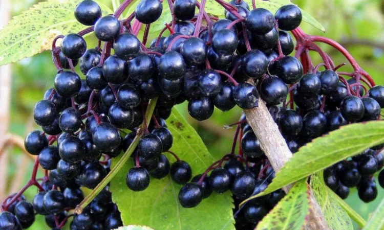 Купим сушеные плоды Бузины.красной рябины.шиповник.боярышник.ТОЛЬКО СУХИЕ плоды - фото № 1