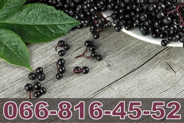 Завод з виробництва соків закуповує Бузину - фото № 1