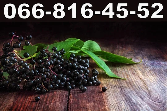 Закупівля свіжої бузини від населення та оптом - фото № 1