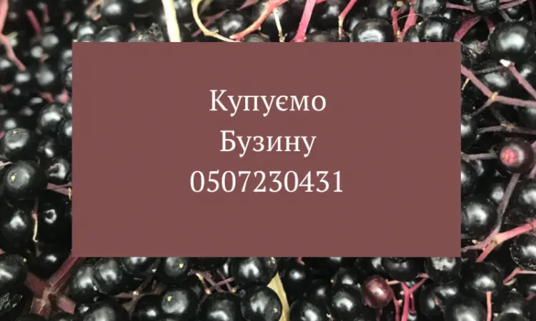 На постоянной основе покупаем ягоды бузины на грозди спелую - фото № 1