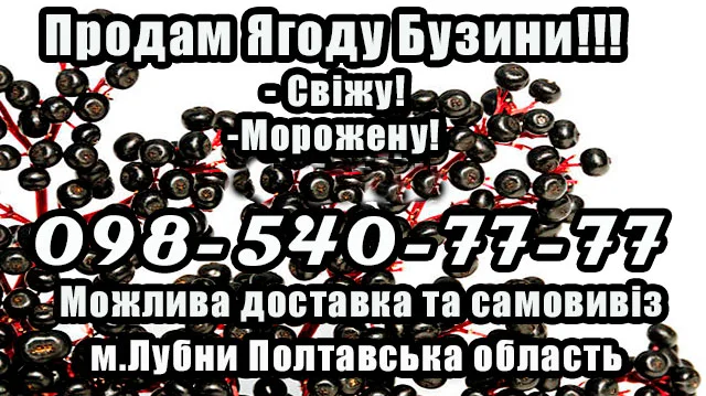 Продаж високоякісної ягоди бузини від підприємства - фото № 1