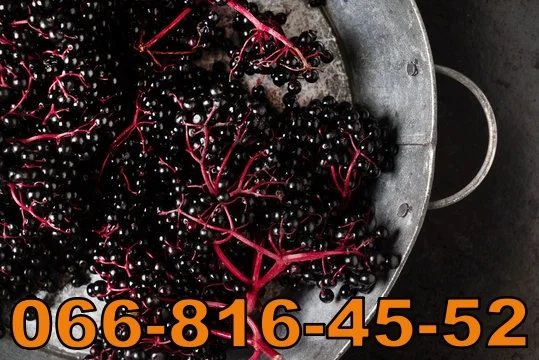 Купую бузину за високими цінами - фото № 1