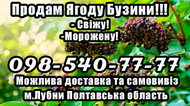 Продажа высококачественной ягоды бузины 2025 года - фото № 1