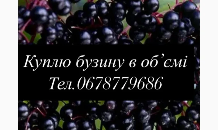 Куплю ягоди бузини - фото № 1