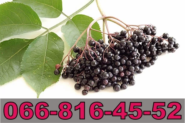 Закупаем бузину в неограниченных объемах! Высокие цены - фото № 1