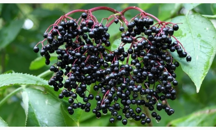 Закупаем бузину на заморозку - фото № 1