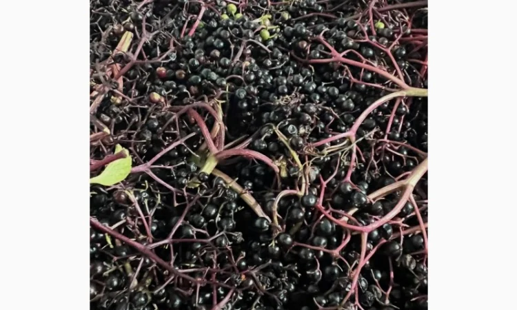 Куплю бузину - фото № 1