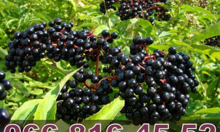 Купуємо бузину на пряму від населення! Дорого - фото № 1