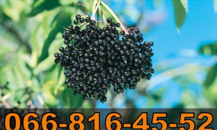 Куплю бузину от населения и заготовителей - фото № 1