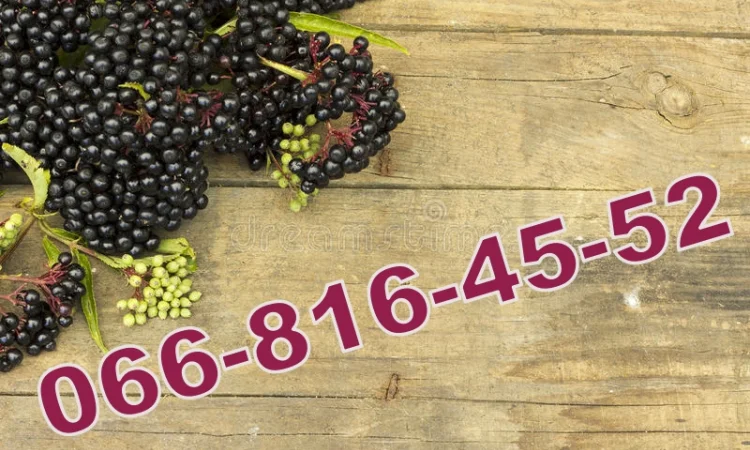 Завод купує бузину за високими цінами - фото № 1