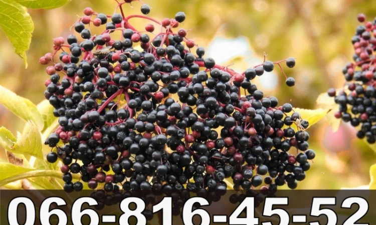 Закупка свежей ягоды бузины - фото № 1