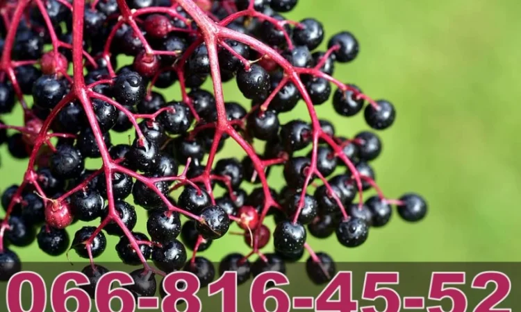 Купуємо бузину оптом у виробника "Лубни Торг" - фото № 1