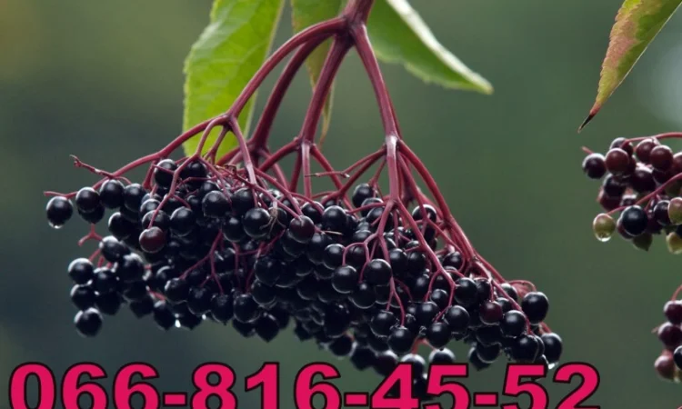 Закупаем бузину на заморозку - фото № 1